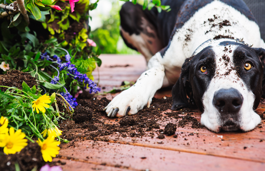 chien renverse pot de fleurs