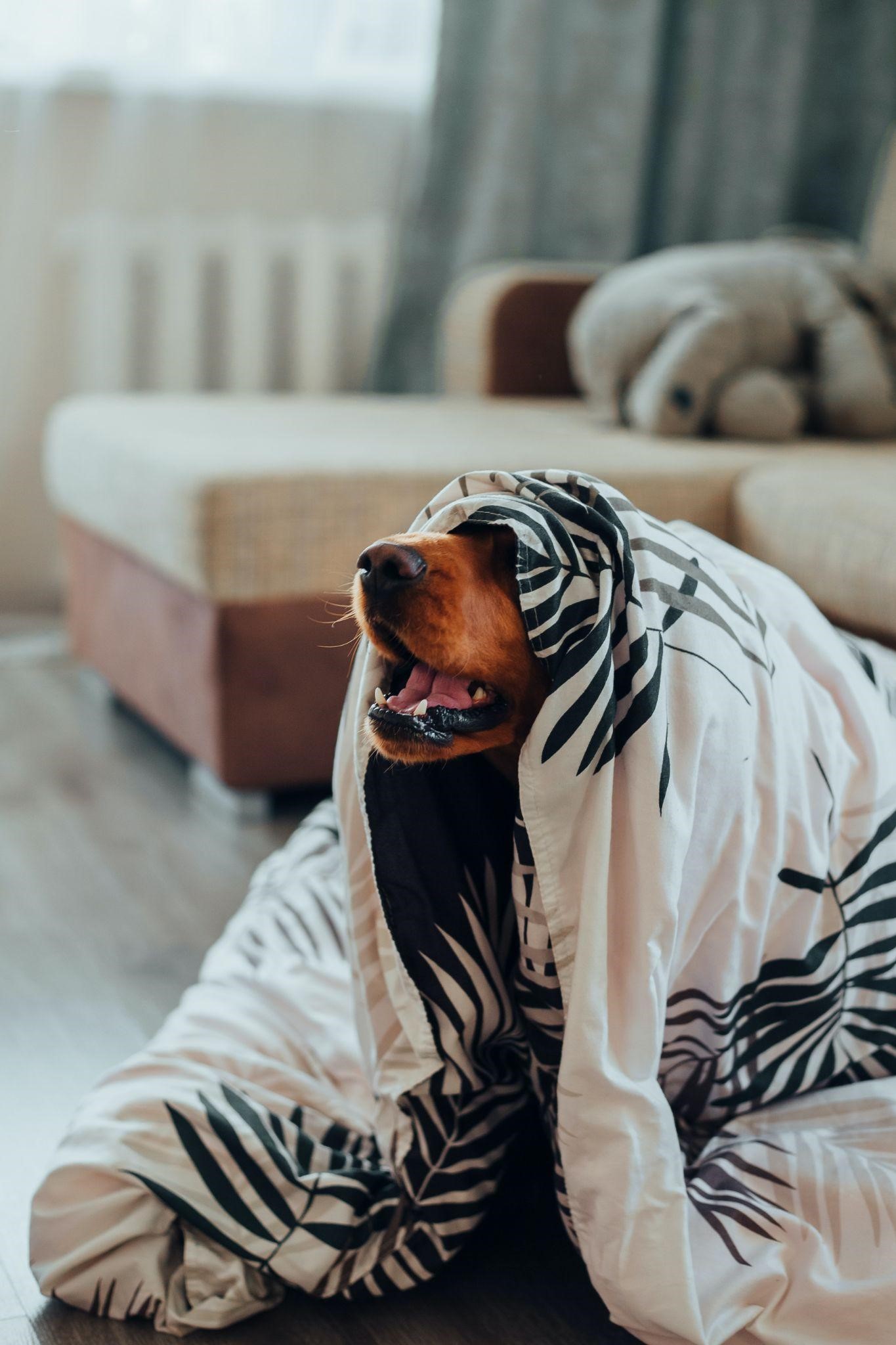 chien avec couverture sur la tête