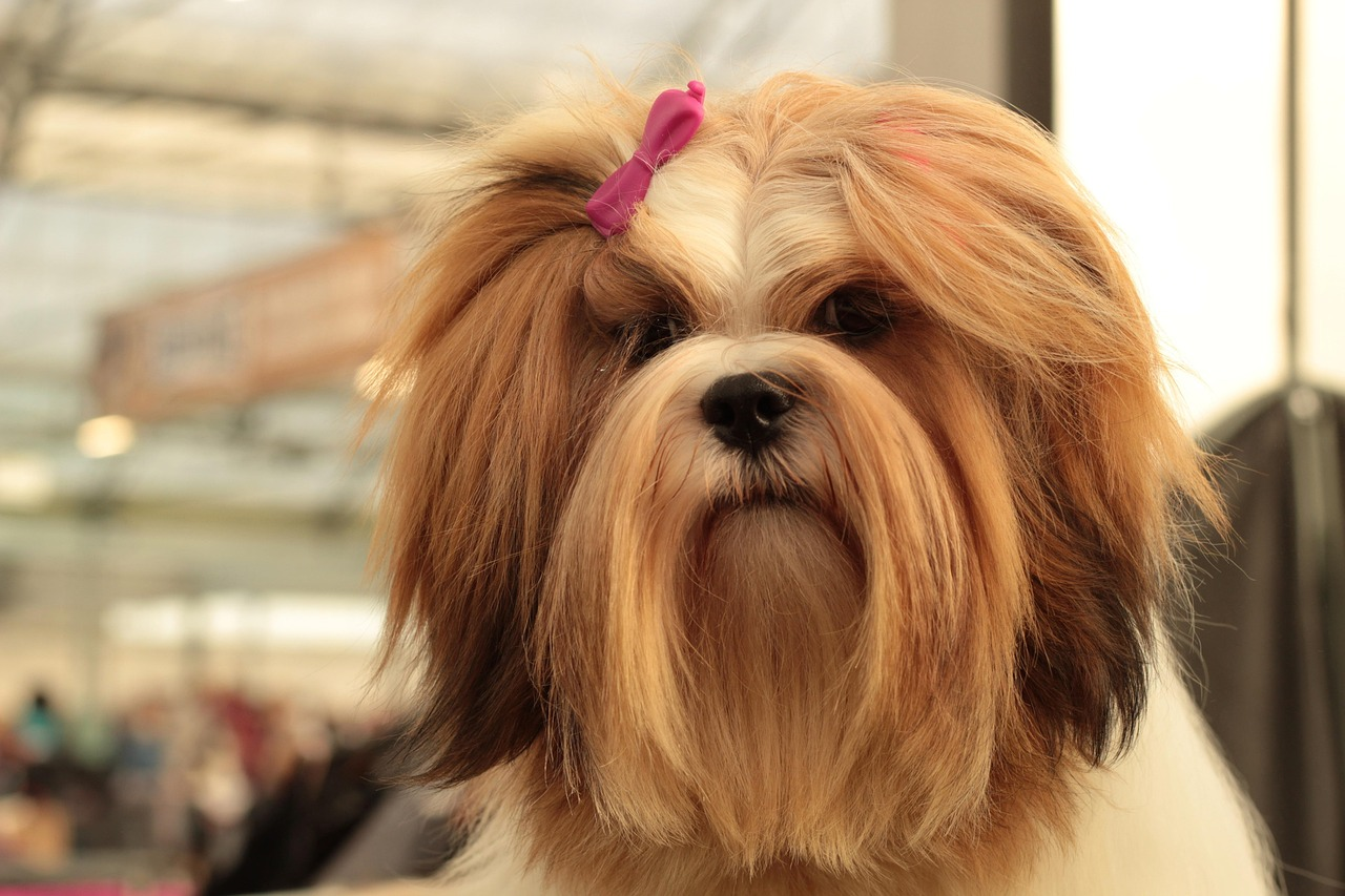 Chien à poils longs