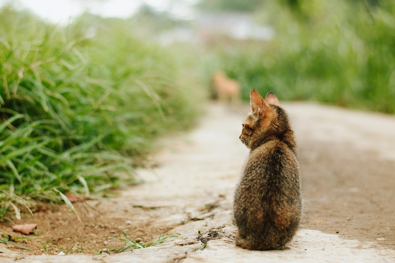 Chat assis sur chemin de campagne