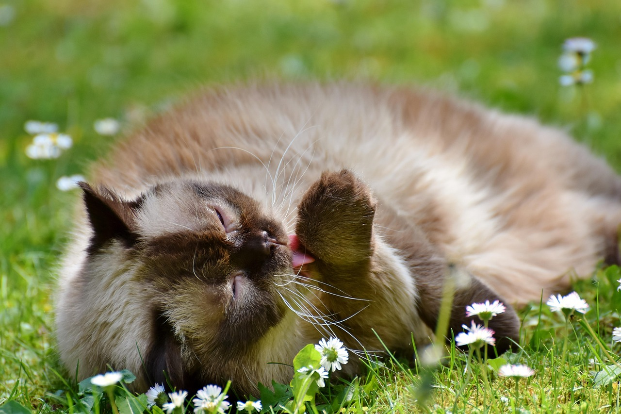 chat qui se lèche dans l’herbe