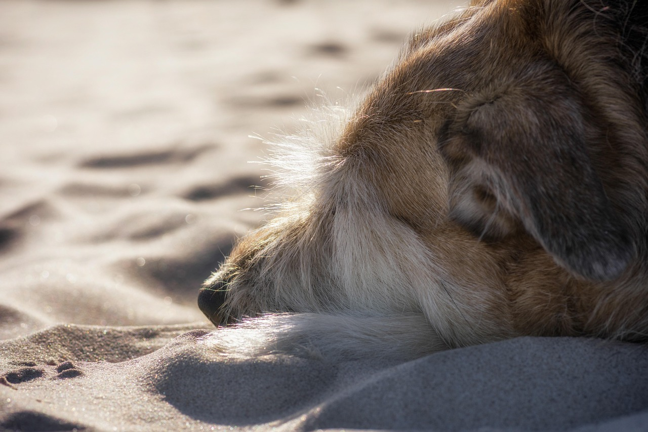 Chien qui dort sur le sable