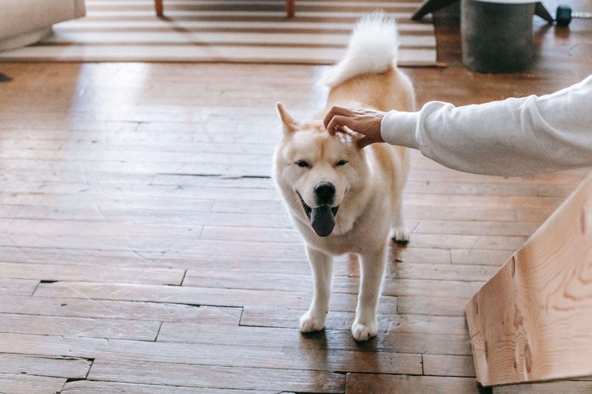 chien est câliné