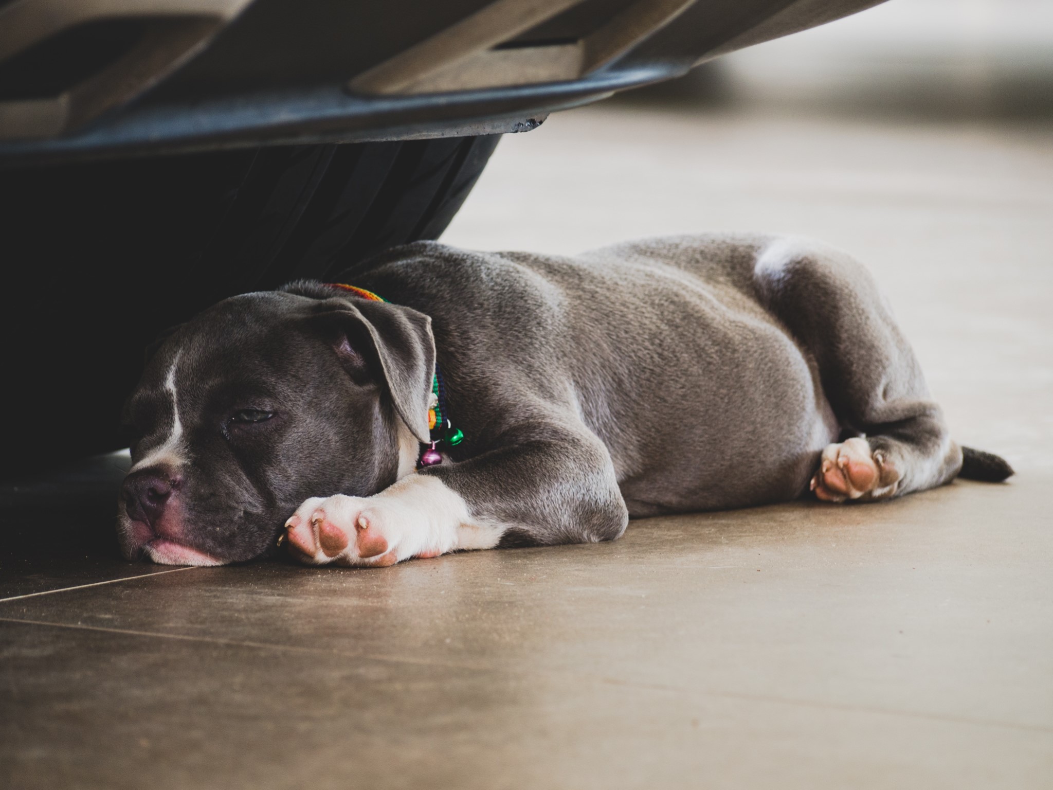 Chien qui aboie la nuit que faire