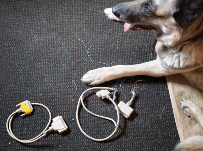chien détruit câbles