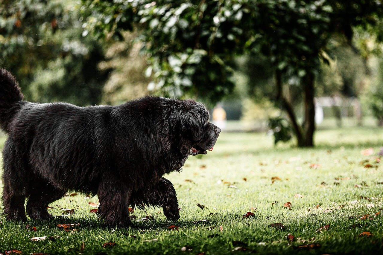 chien dans la nature