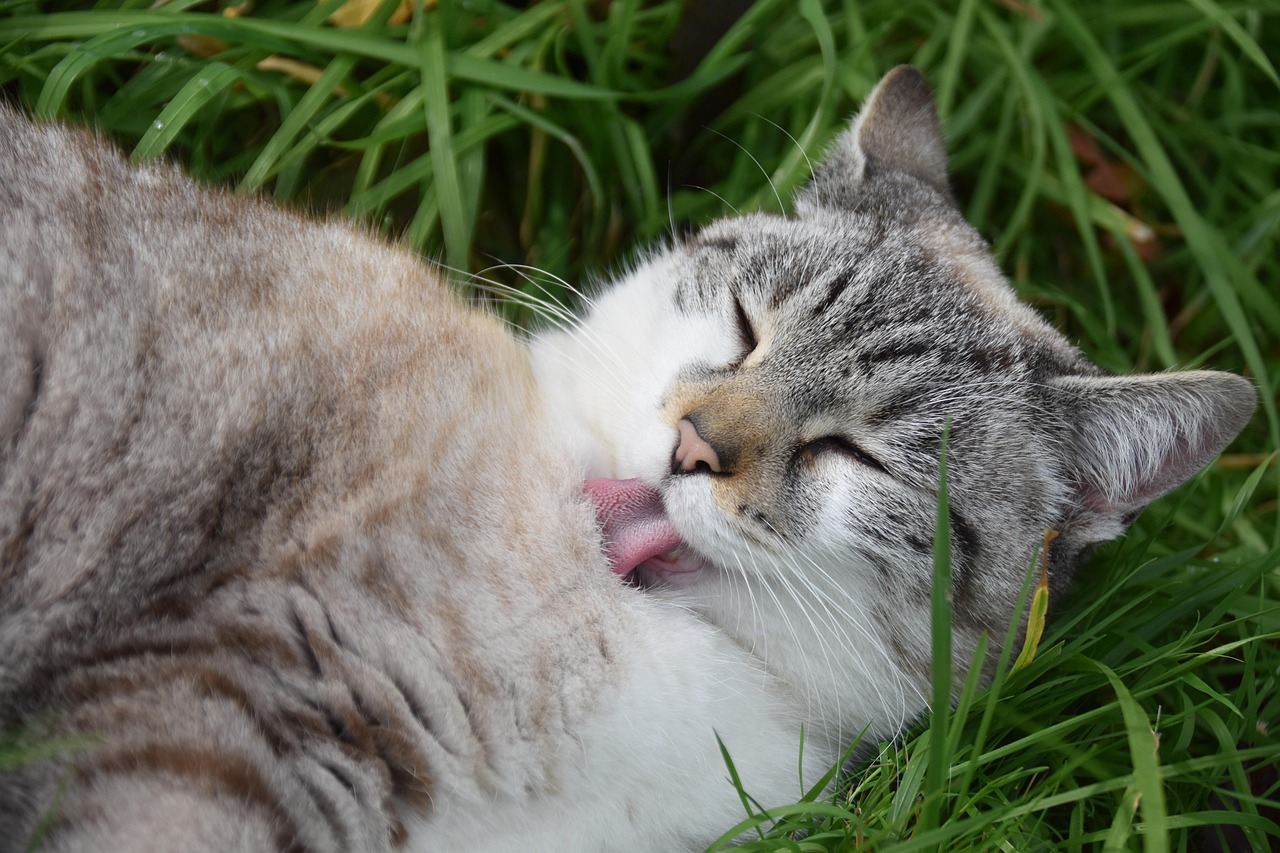 chat dans l’herbe
