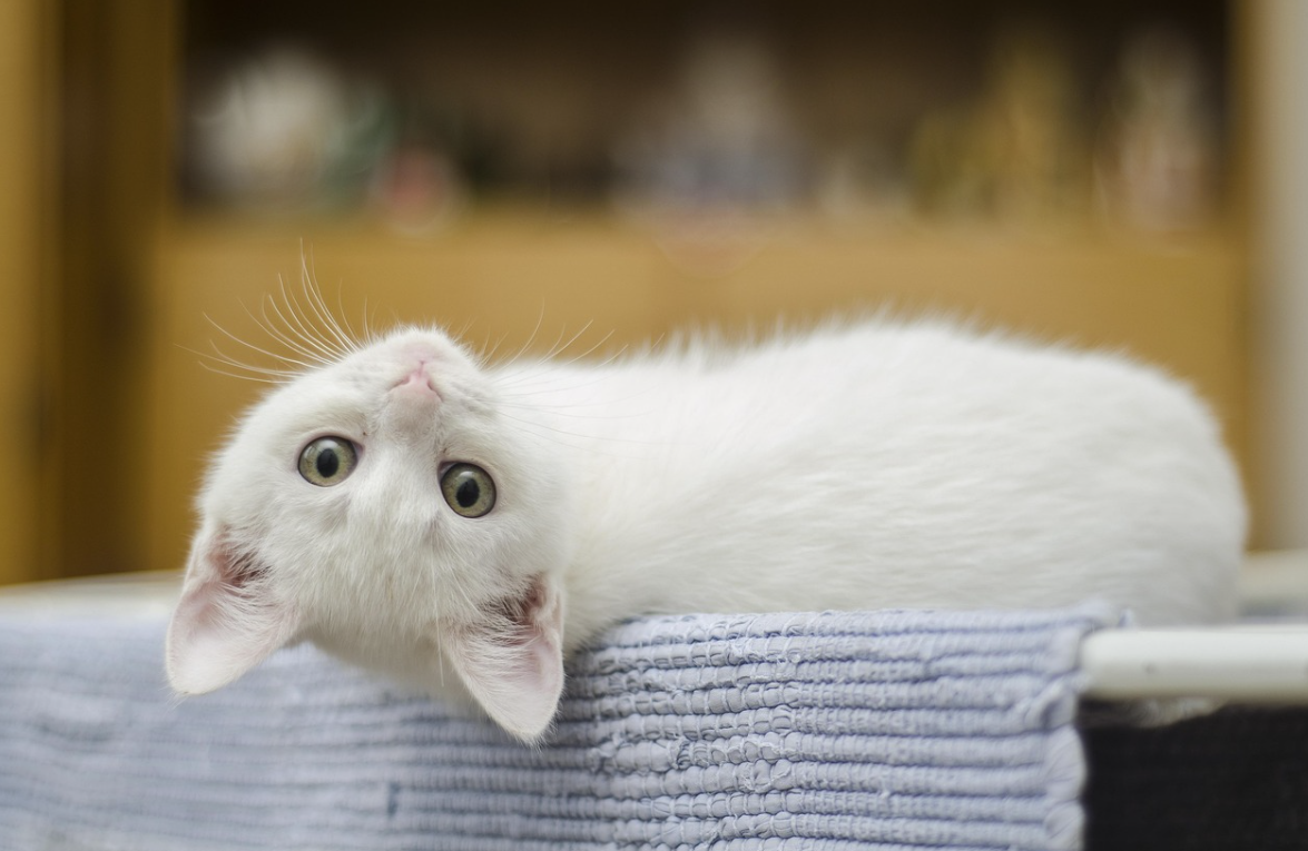 chat blanc sur canapé
