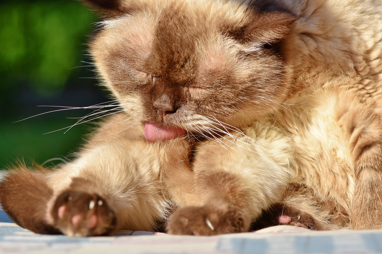 chat qui se lèche la patte