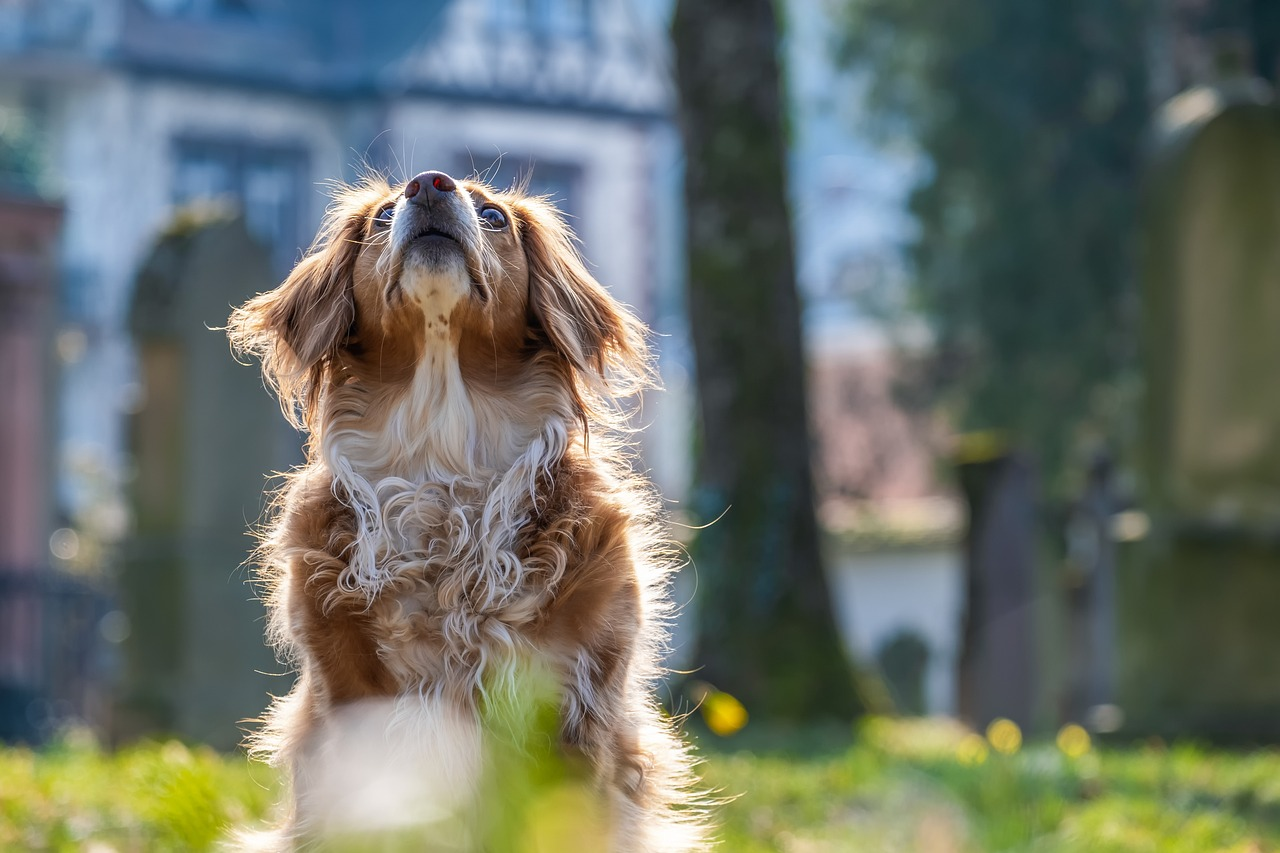 Chien marron dans la nature