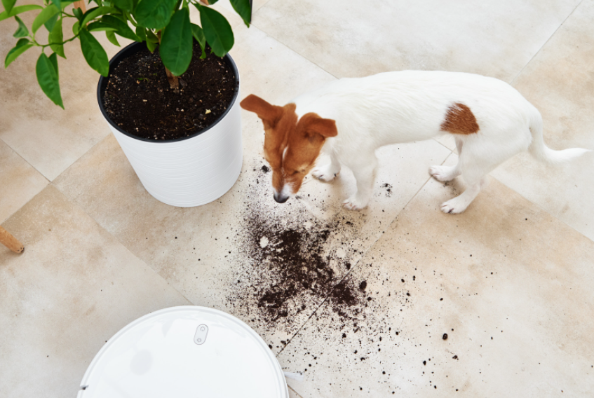 chien dans la boue