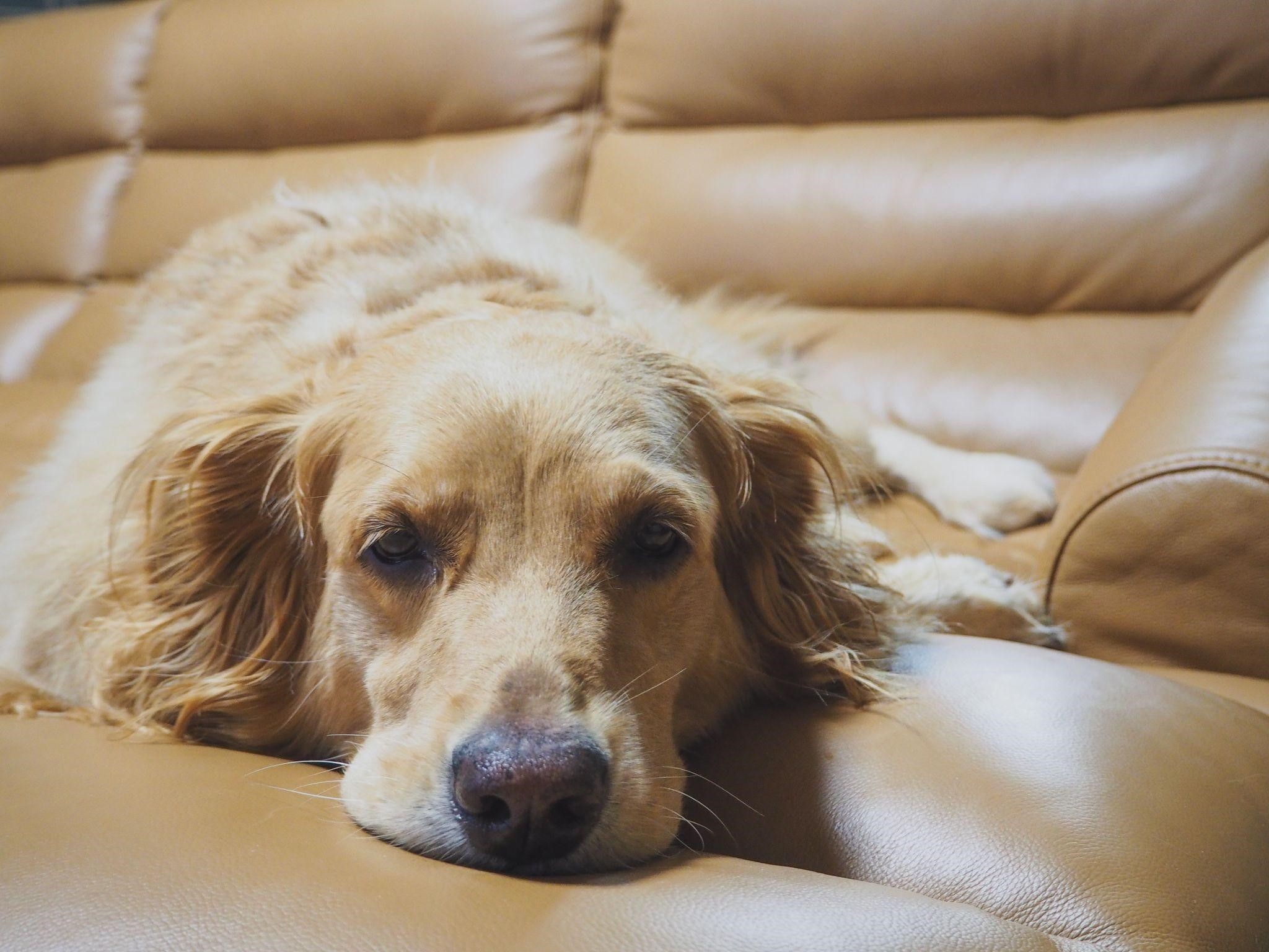 chien regard triste