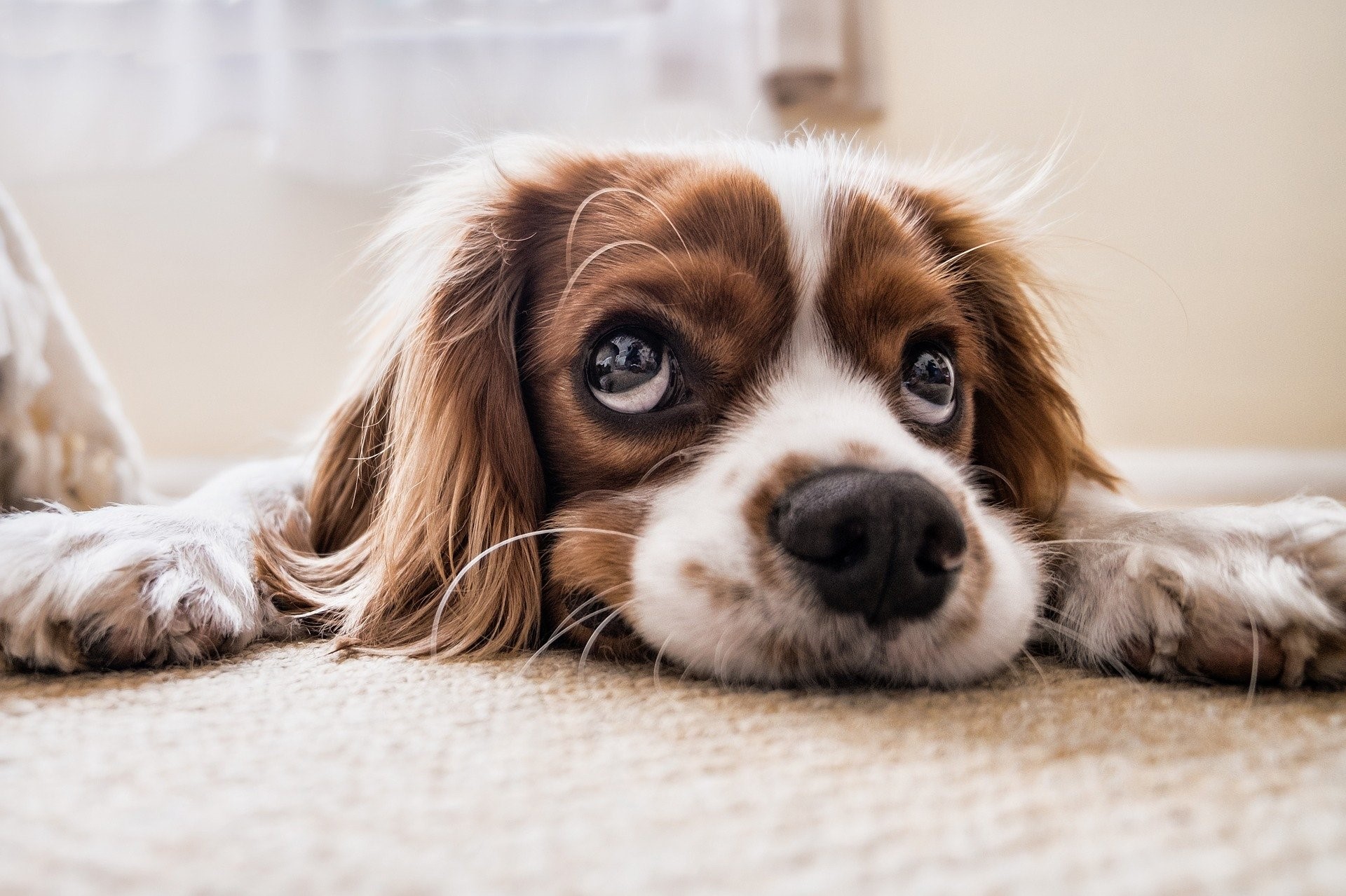 chien lève les yeux