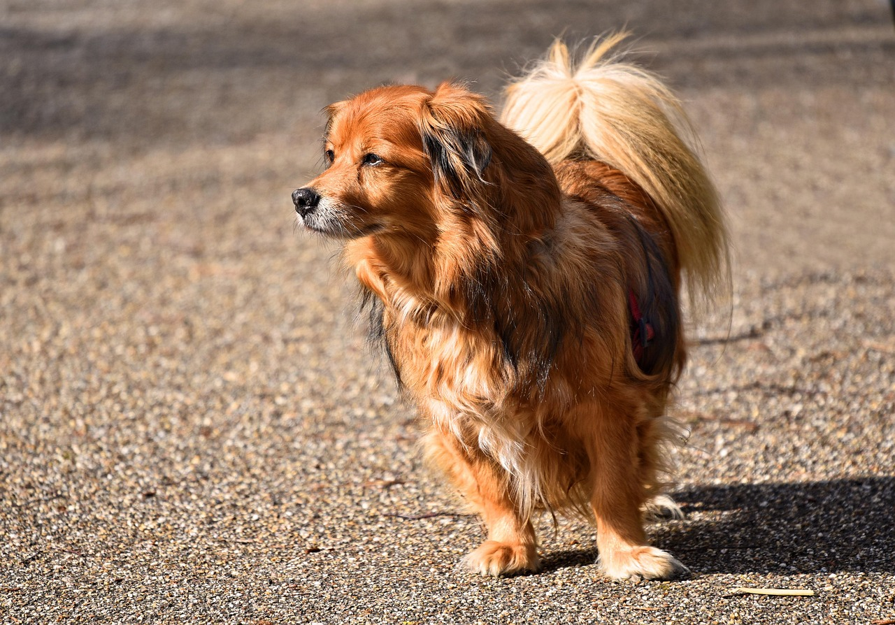 chien qui marche dans la nature