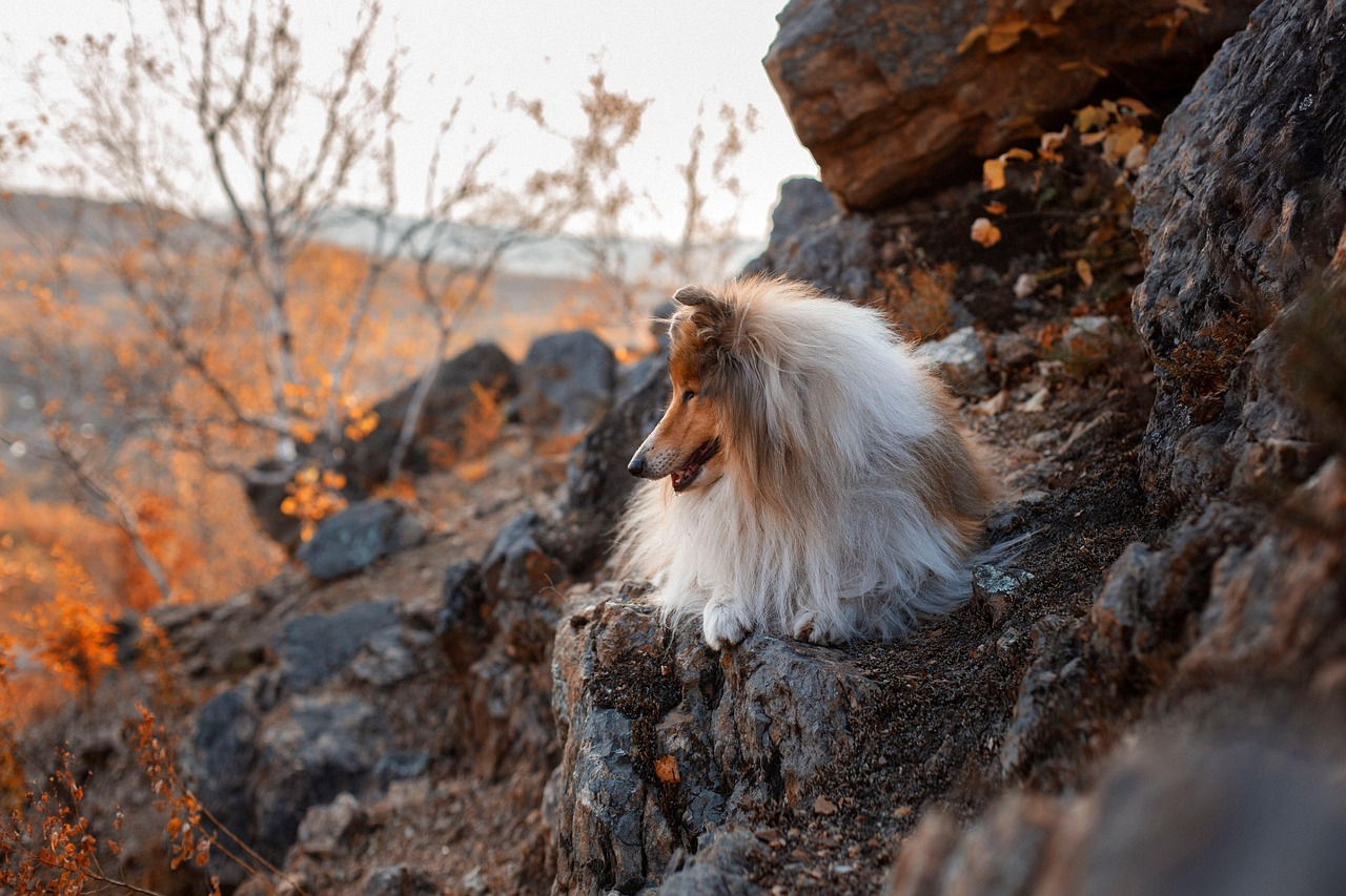 Chien tranquille dans la nature