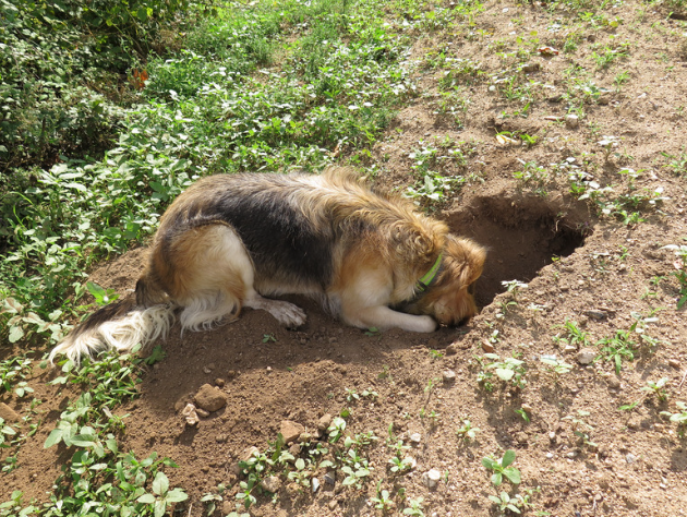 chien renifle dans un trou