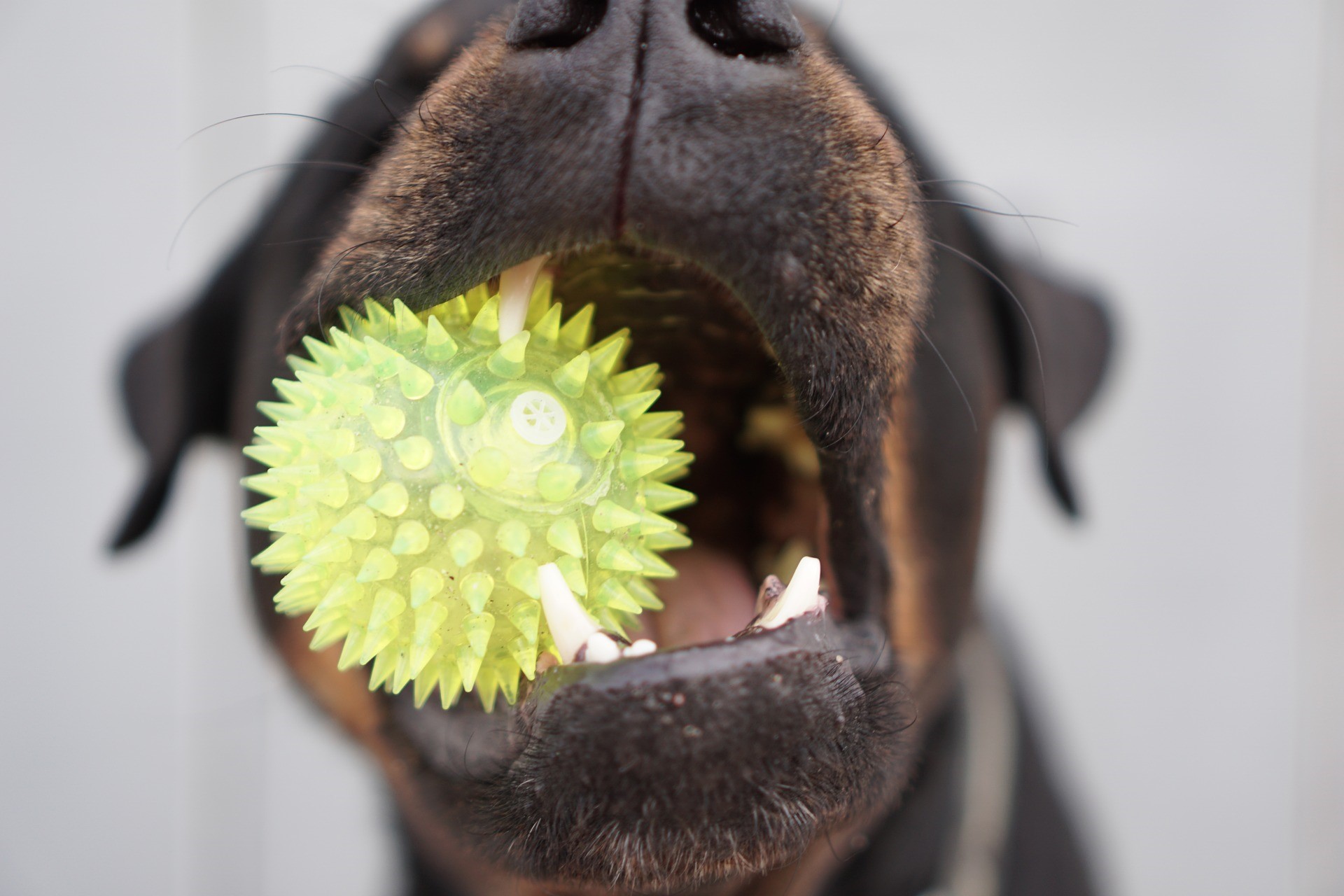 chien mordant une balle
