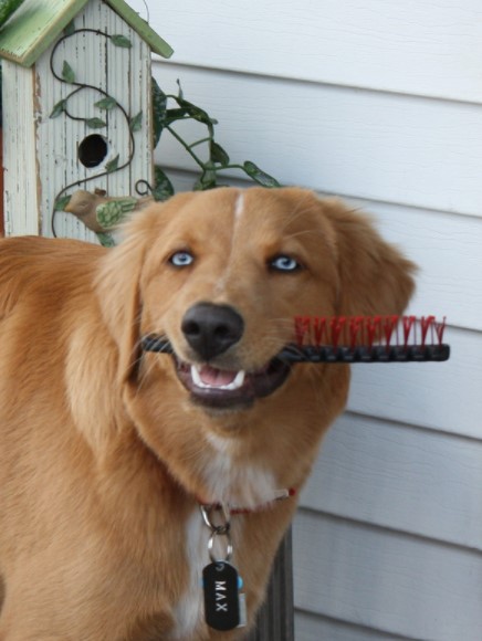 chien avec brosse à cheveux dans la bouche