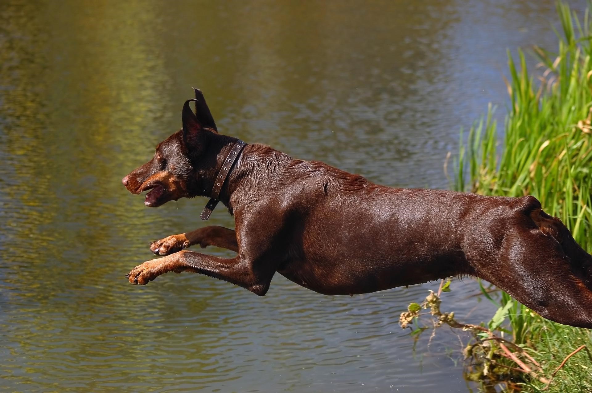 Coup de chaleur chez le chien Comment rafraîchir son chien — free download