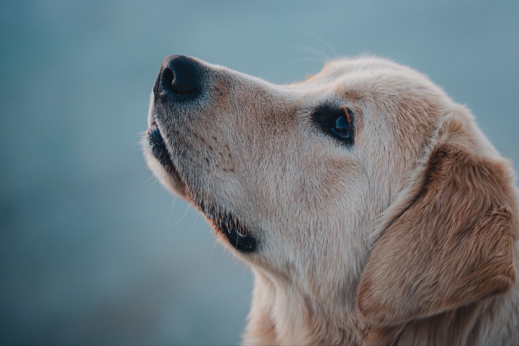 chiens regarde en haut