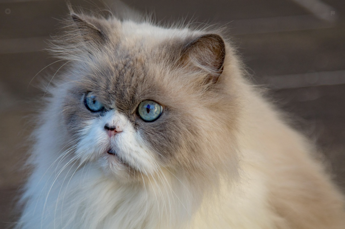 chat à poils longs