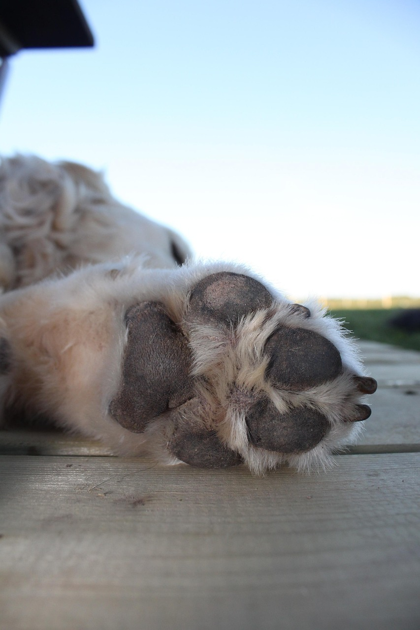 patte de chien
