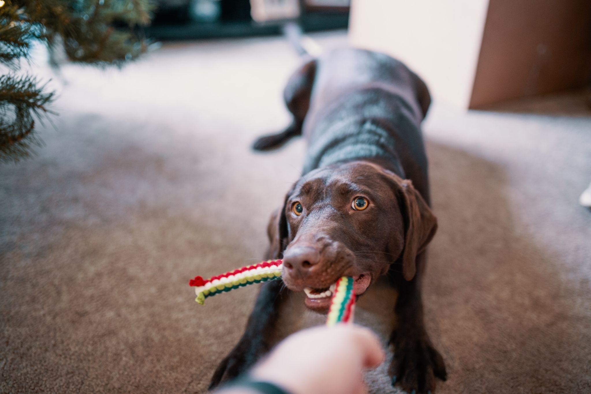 chien tirant sur une corde