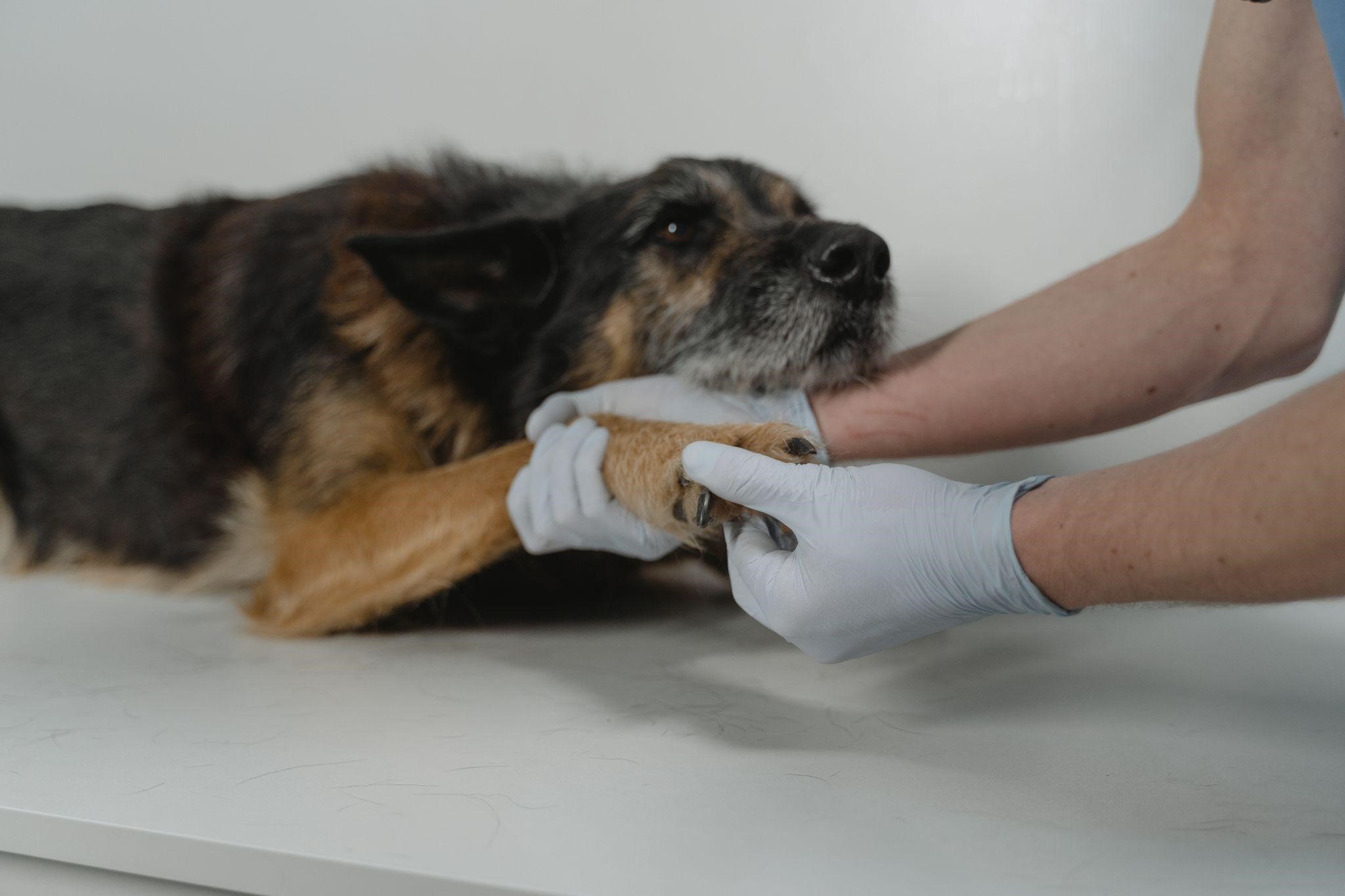 vérifier les griffes du chien