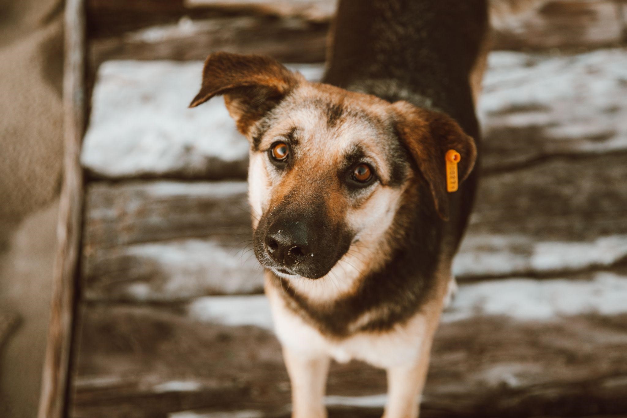 chien est confusé