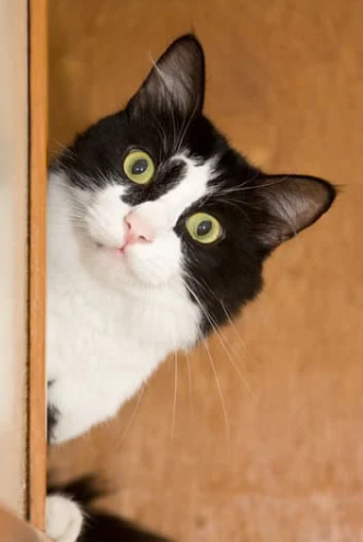 chat souffrant alopecie 