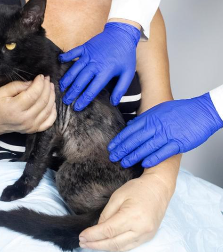 chat souffrant alopecie