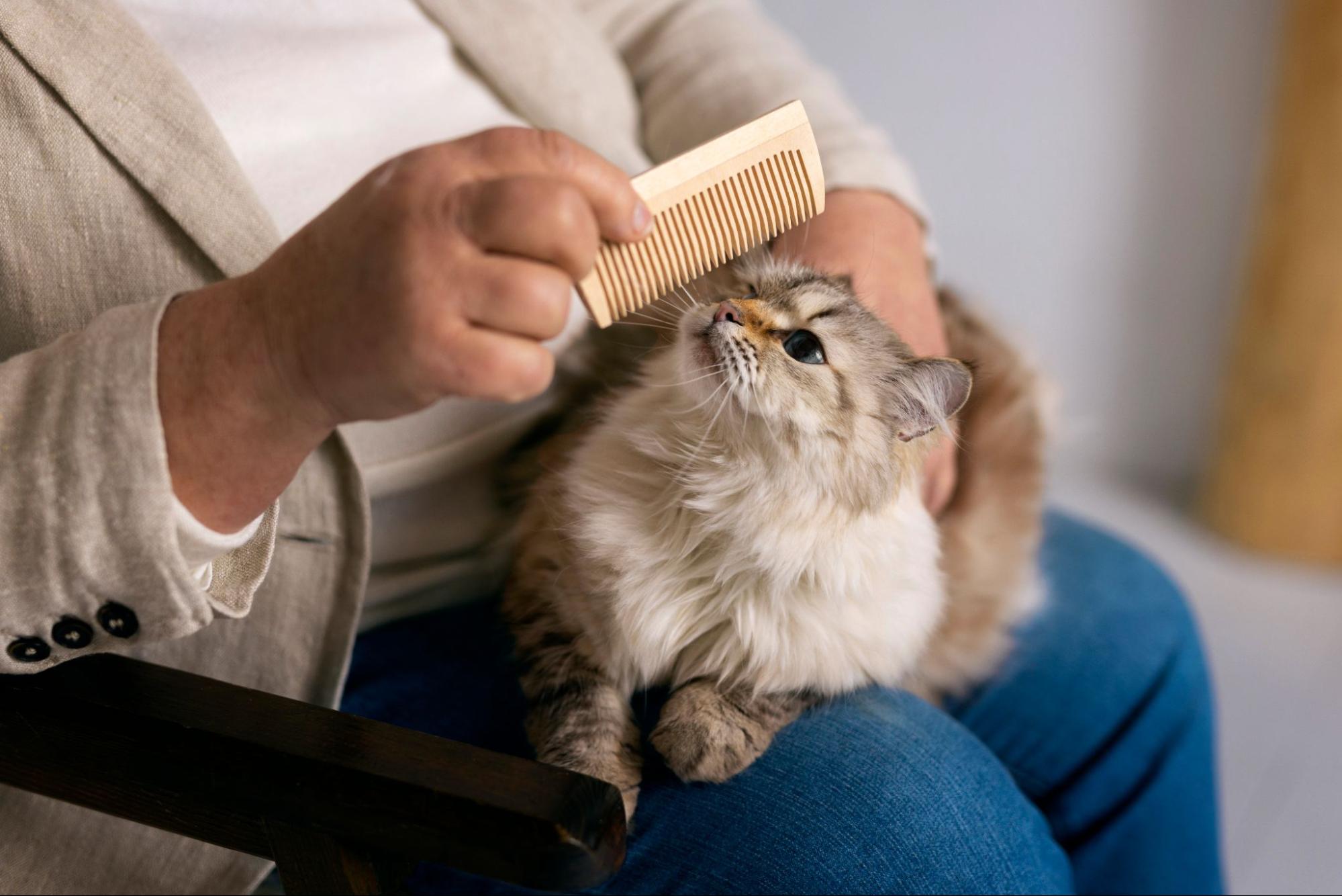Chat se faisant brosser la tête.