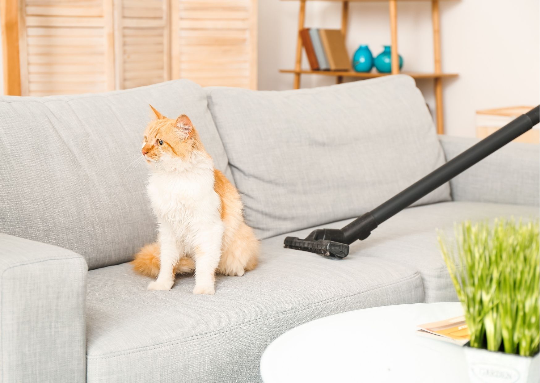 Brosse à poils pour enlever les poils d'animaux des vêtements et