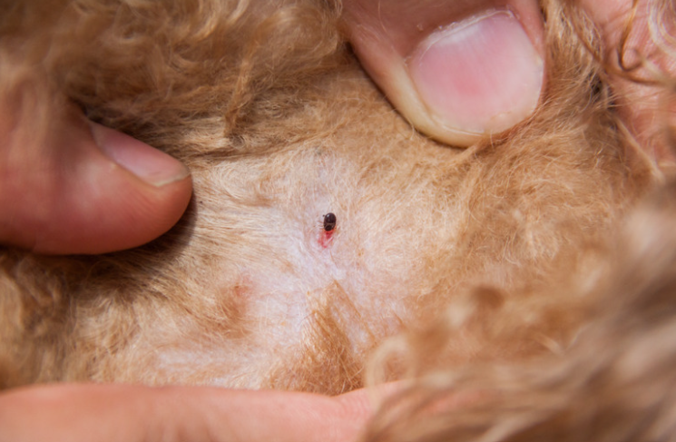 Puces sur un chat