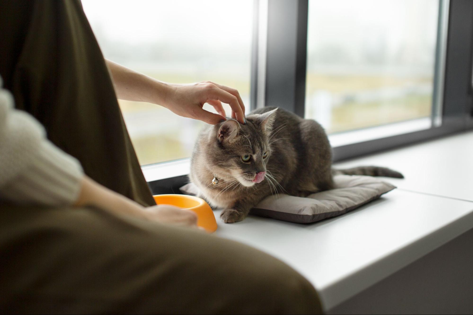 Chat se faisant grattouiller le crâne