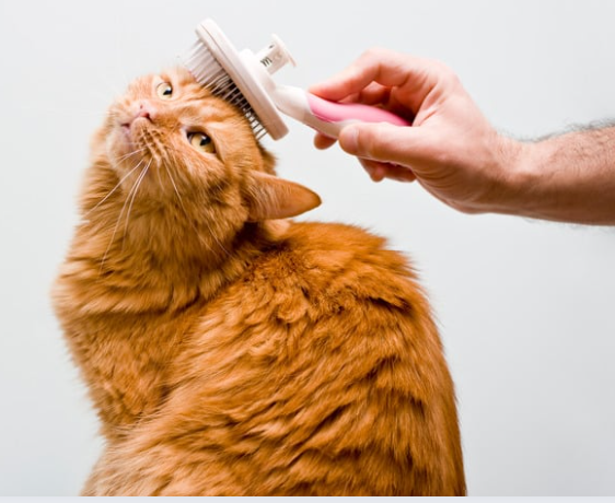 Chat se faisant brosser la tête