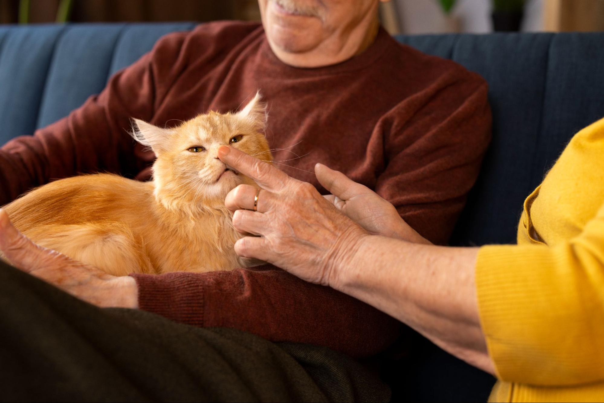Brosse pour démêler les poils longs de chats 