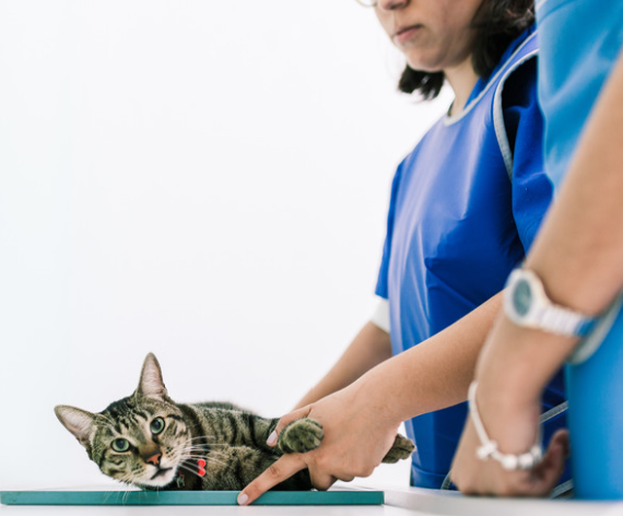 Vétérinaire auscultant un chat pour alopécie