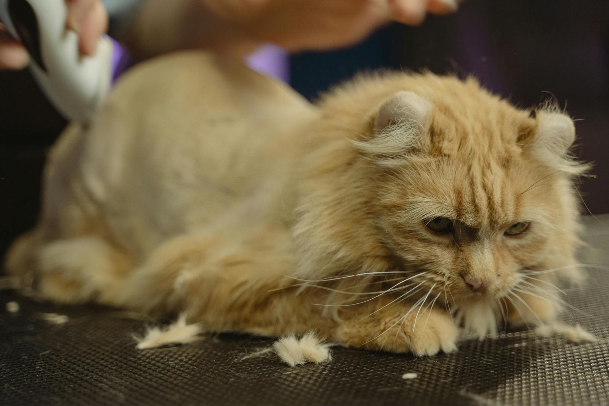 Chat se faisant raser