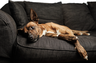 chien couché sur canapé