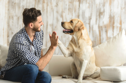 high 5 entre chien et homme