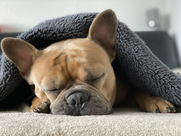 éviter les poils de chien sur les couvertures