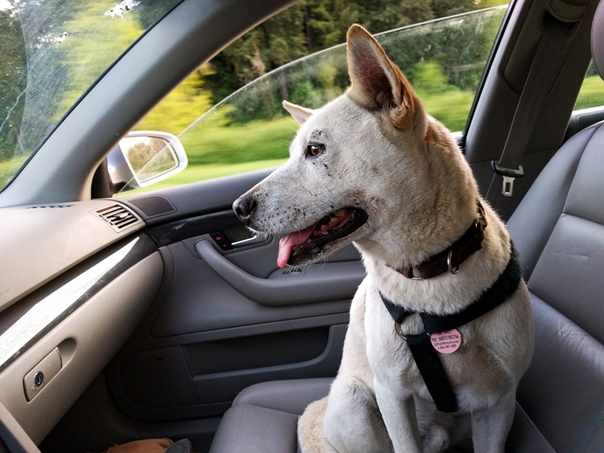 chien sur siège de voiture