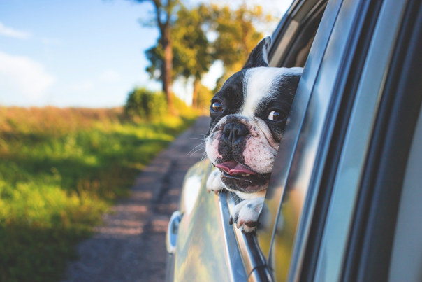 poils de chien sur siège de voiture