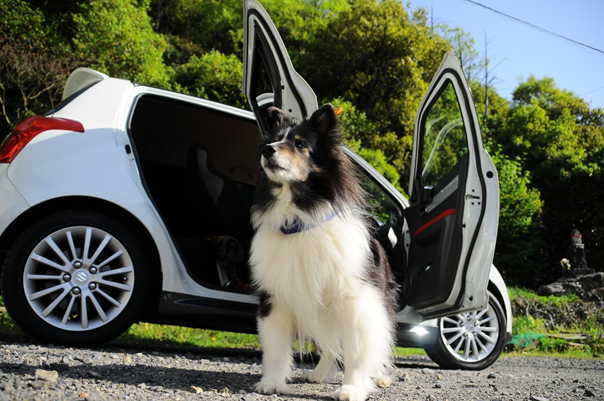 Enlever poils de chien dans une voiture