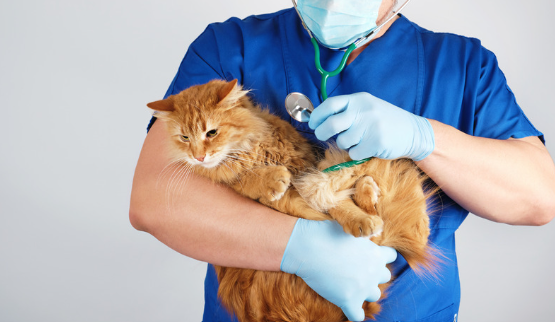 Chat roux dans les bras d'un vétérinaire