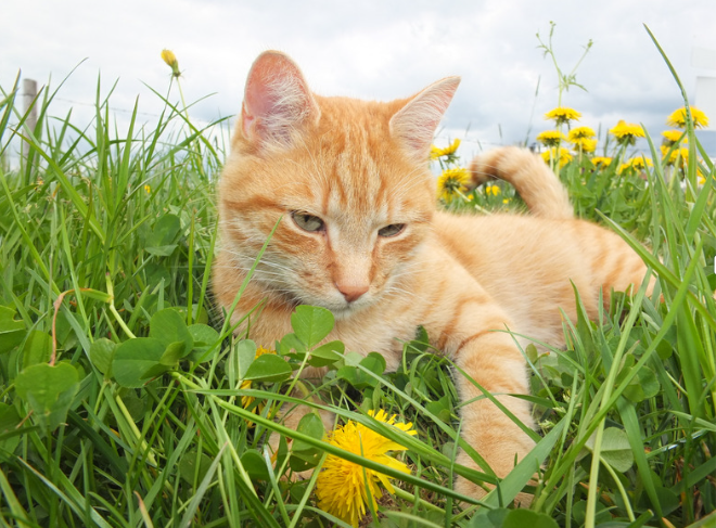 Chat roux dans l'herbe