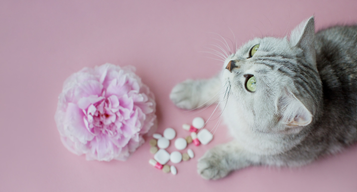 Chat gris, fleur et médicaments sur fond rose
