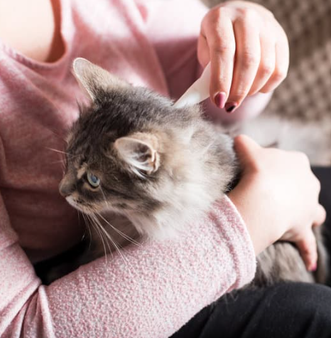 Femme utilisant un traitement sur un chat