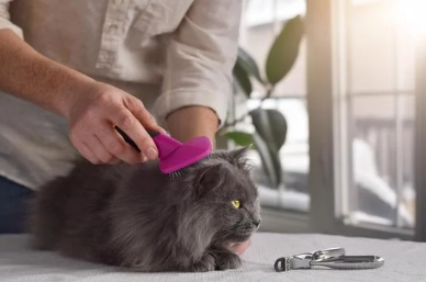 Chat à poils longs en train d'être démêlé